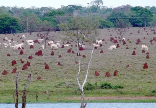 ‘Fazenda de cupim’: Entenda os danos às pastagens brasileiras 